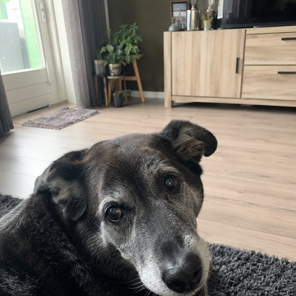 Senior dark labrador mix resting on a grey rug indoors