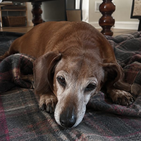 Senior dachshund curled on a tartan blanket