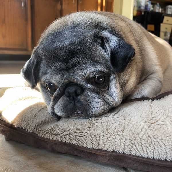 Senior pug napping on a fleece dog bed