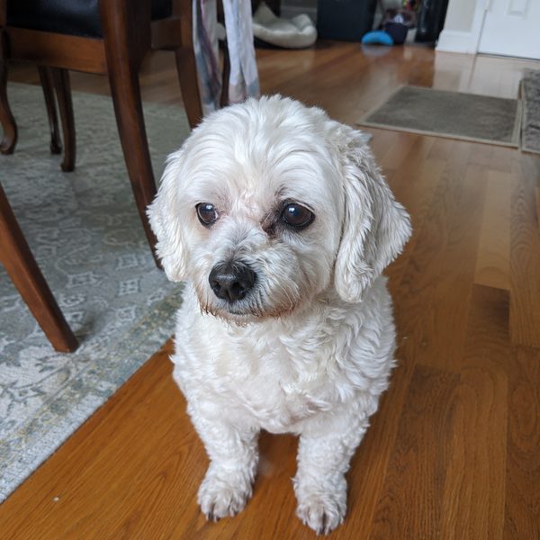 Senior white bichon on a wood floor