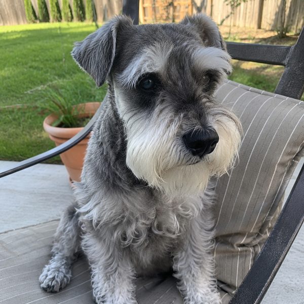 Senior schnauzer sitting outdoors on a patio chair