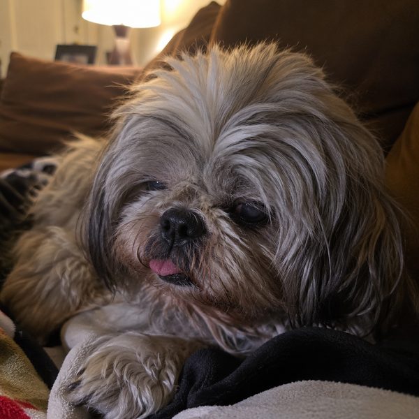 Senior shih tzu resting on a couch with tongue softly visible