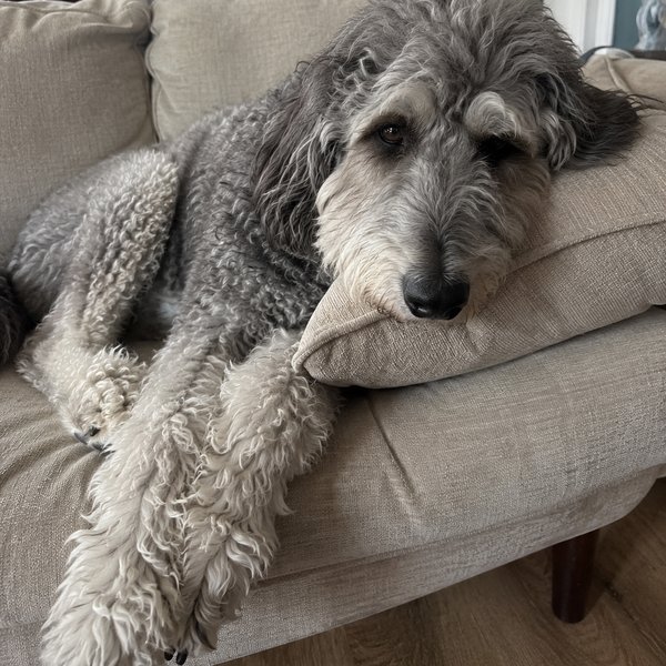 Senior long-haired grey hound lounging on a sofa cushion