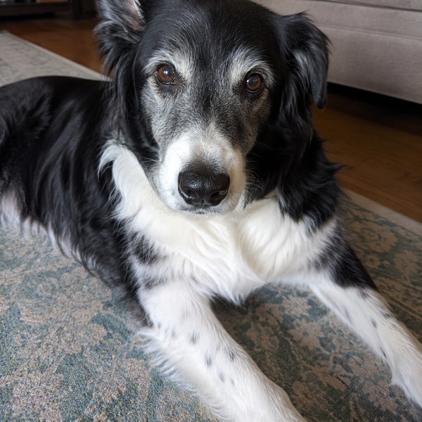 Senior black-and-white border collie lying on a rug indoors