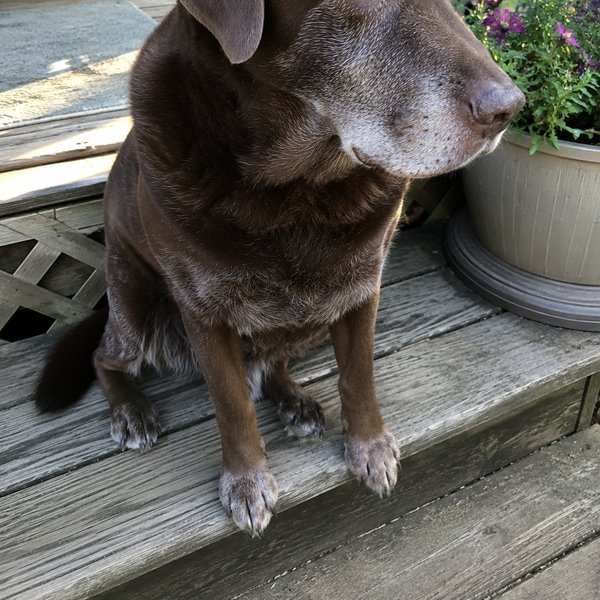 Senior chocolate labrador on a sunlit porch beside potted flowers