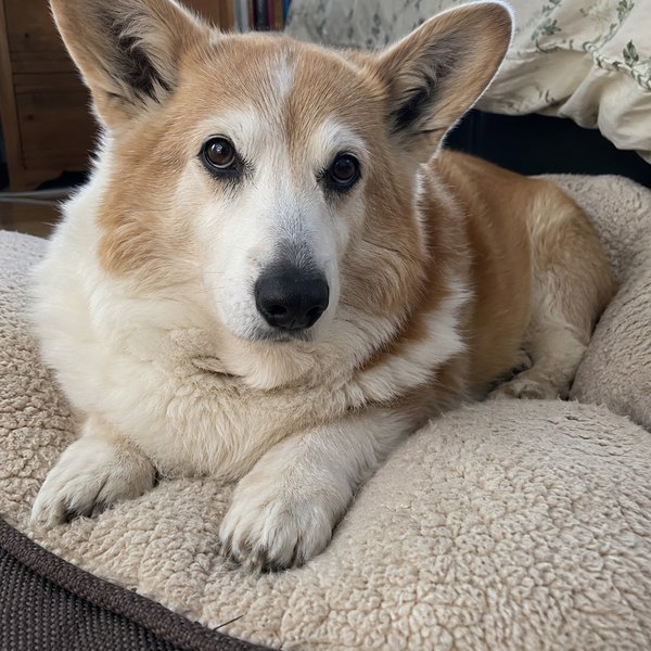 Senior pembroke welsh corgi sitting on a fleece dog bed