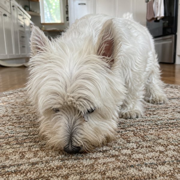 Senior west highland white terrier sniffing a patterned rug