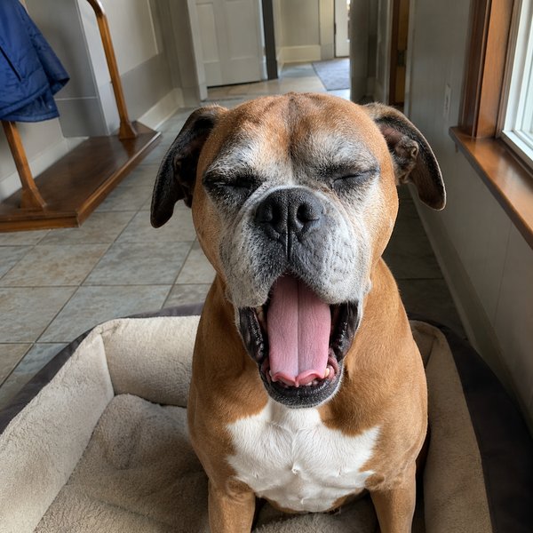 Senior fawn boxer mid-yawn on a dog bed by a doorway