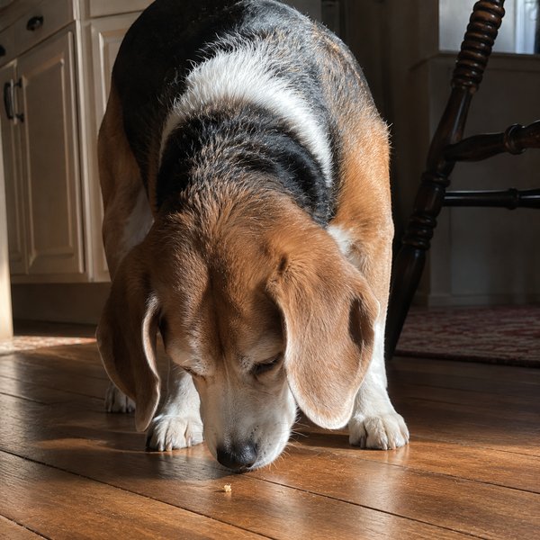 Senior beagle nose-down sniffing a wooden kitchen floor