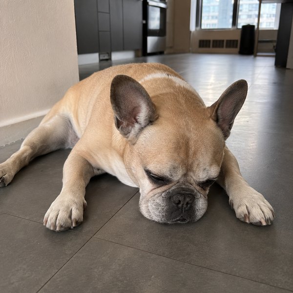 Senior french bulldog lying drowsy on a tile floor