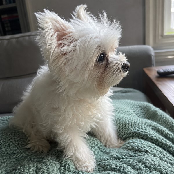 Tiny senior maltese watching out a window in profile