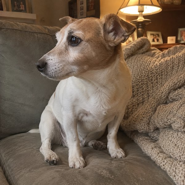 Senior jack russell terrier sitting alert on a couch