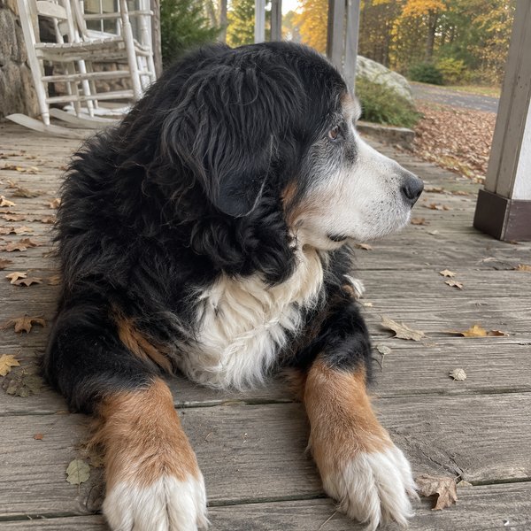 Senior bernese mountain dog resting on a wooden porch in autumn