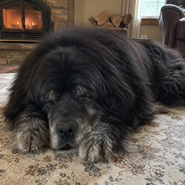 Senior newfoundland asleep on a rug in front of a fireplace