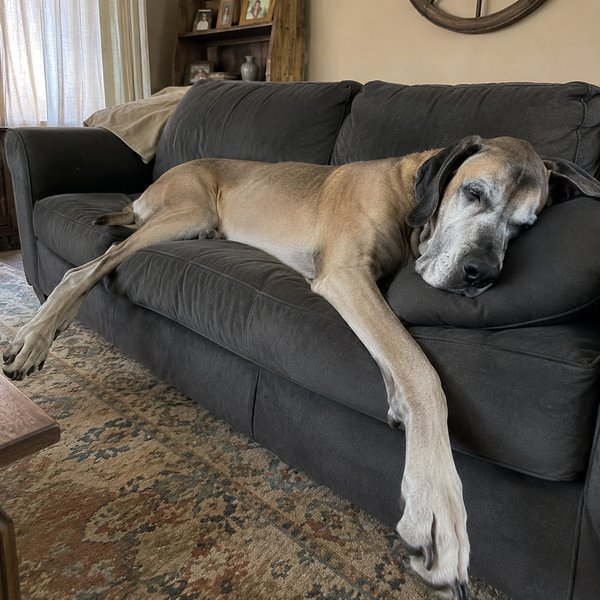 Senior great dane stretched across a sofa, drowsy